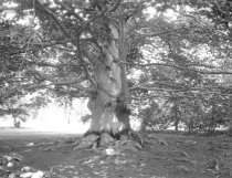 Princeton, NJ: Trees & Gardens of Allan Marquant  1928