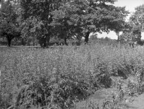 Hicks's Nursery  1920