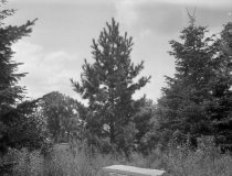 Hicks's Nursery  1920