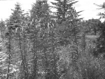 Hicks's Nursery  1920