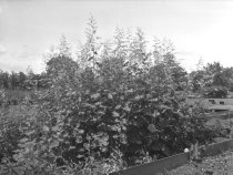 Hicks's Nursery  1920