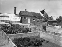 Hicks's Nursery  1920