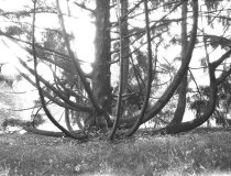 Princeton, NJ: Trees & Gardens of Allan Marquant  1928