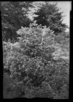 Orange Azaleas  1937