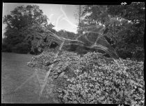 Azaleas (evening)  1937