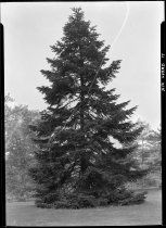 Albies cephalonica (Greek fir)  1937