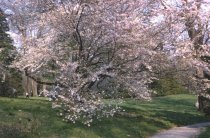 Prunus subhirtella 'Autumnalis'  1965