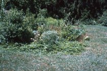 Bog Garden  1966