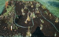 Bog Garden  1961
