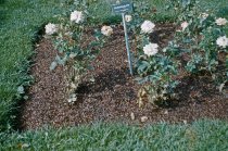 Cocoa Shell Mulch in Rose Garden  1961