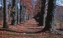 Ivies on Oak Row  1959