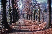 Ivies on Oak Allee, wide angle  1959