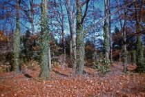 Ivies on Oak Allee, wide angle  1959