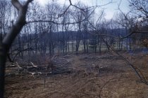 Forestry Nursery after Bulldozing  1955