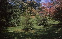 View across lower nursery  1955