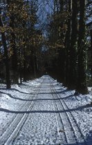 Oak Allee in the Snow  1957