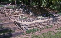 Phlox Rock Garden  1963
