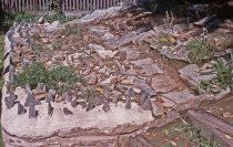 Phlox Rock Garden  1963