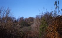 Arboretum Views  1959.