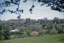 Arboretum Views Across the Azalea Meadow and South Slope  1955