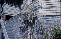 Wisteria floribunda alba, Gates Hall 1959