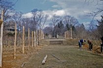 Wisteria Allee under construction  1956