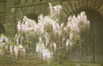 Wisteria by Seven Arches, 1957