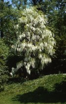 Wisteria floribunda alba on Penn Ash at Morris Arboretum 1959