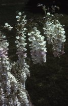 Wisteria foribunda alba at Morris Arboretum, 1965