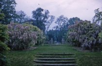 Wisteria Walk looking toward Rose Garden, 1965