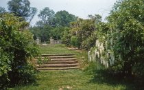 Wisteria Walk and Rose Garden Entrance,1962
