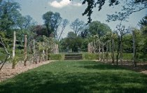 Wisteria Walk and Rose Garden Entrance 1956