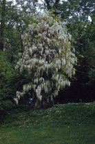 Wisteria floribunda alba at Morris Arboretum, 1959