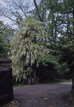 Wisteria floribunda alba, 1959