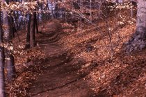 Woods Trail, 1966