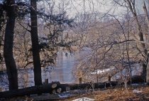 Woods along Wissahickon Creek, 1956