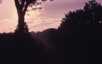 Arboretum Treeline at Nightfall
