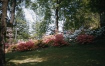 Azaleas on Slope Below Gates Hall  1956