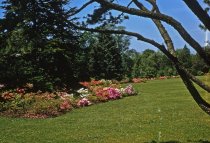 Glenn Dale Hybrid Azaleas  1958