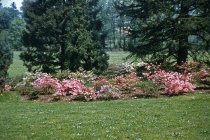 Glenn Dale hybrid azaleas  1956