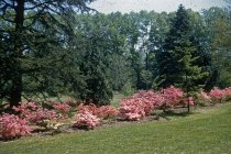 Glenn Dale Azaleas Along Hillcrest Ave  1956