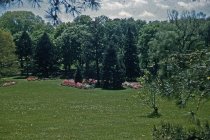 Glenn Dale Azaleas Along Hillcrest Ave  1956