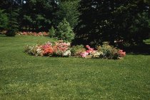 Azaleas Glenn Dale Hybrids  1958