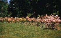 Azalea Meadow  1956