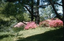 Azaleas on Slope Below Gates Hall  1956