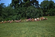 Azaleas Glenn Dale Hybrids  1958