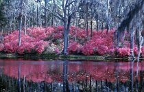 Middleton Place Gardens  1961