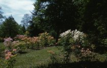 Azaleas  1961
