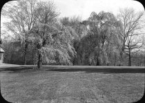 Flowering Trees on Lawn