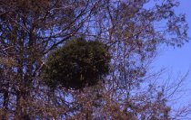 Witches Broom on Chamaecyparis  1968